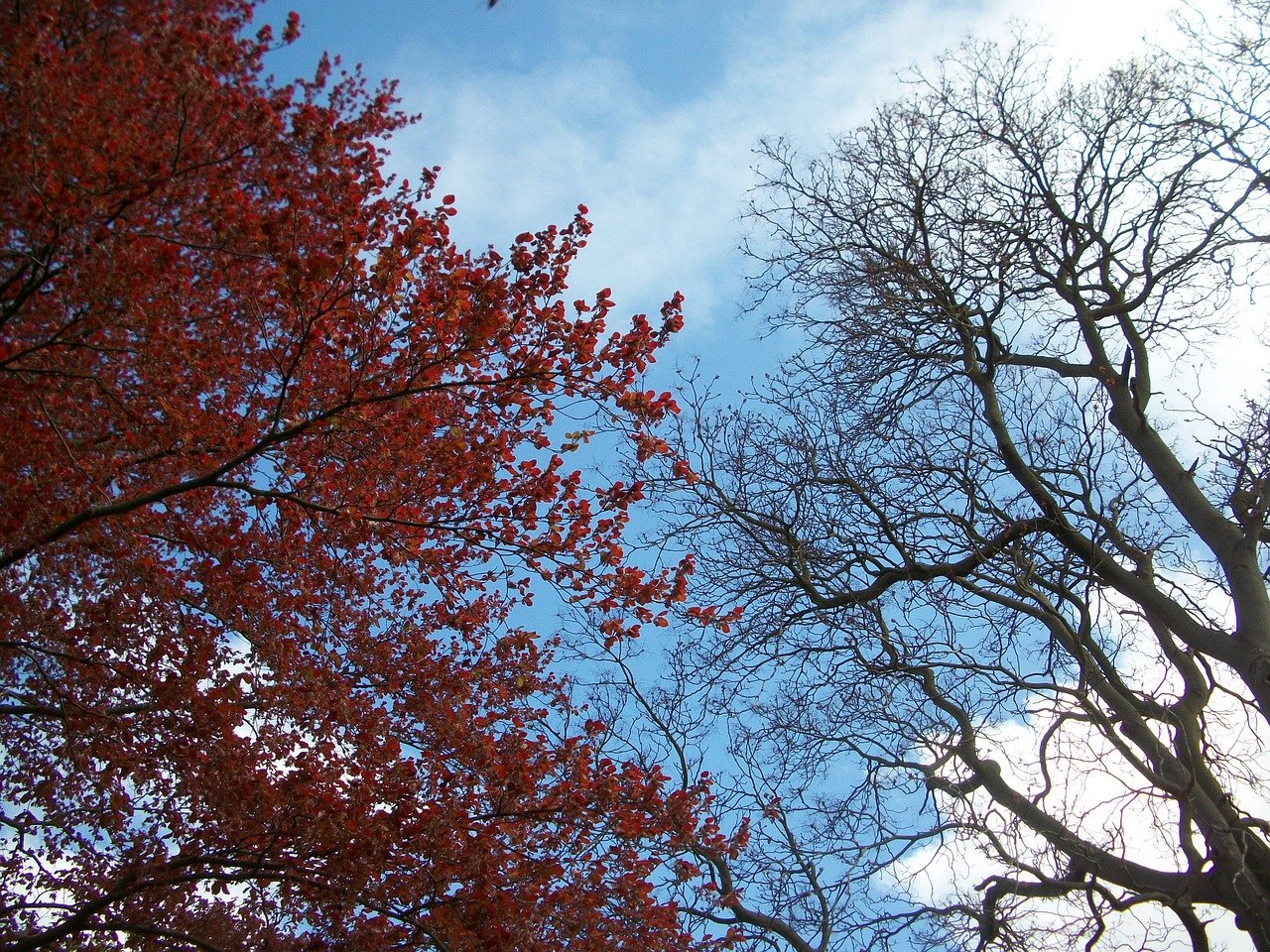 ¿Qué es la arboricultura?