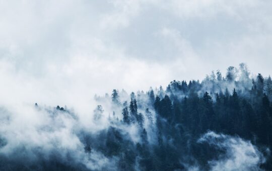 green pine trees covered with fogs under white sky during daytime