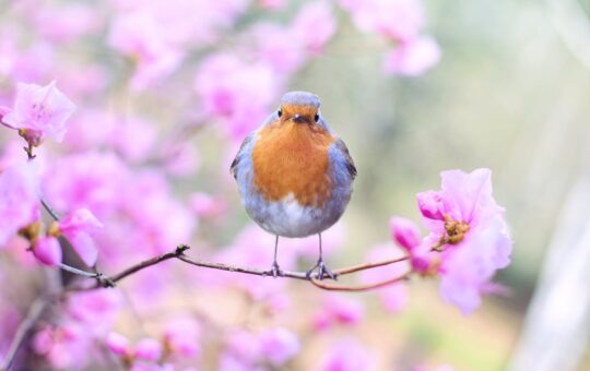 shallow focus photography of bird