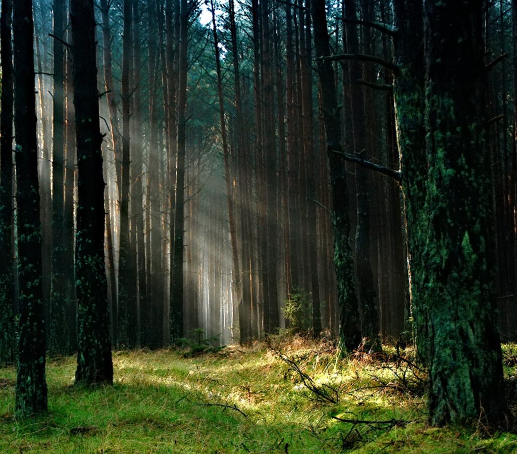 forest with sunlight