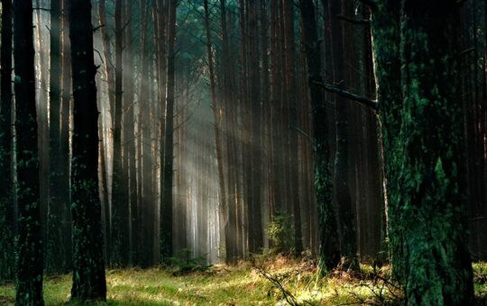 forest with sunlight