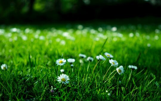 white daisy on grass field