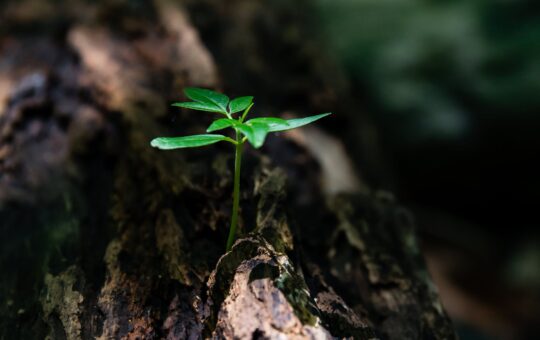 selective focus photo of green plant seedling on tree trunk