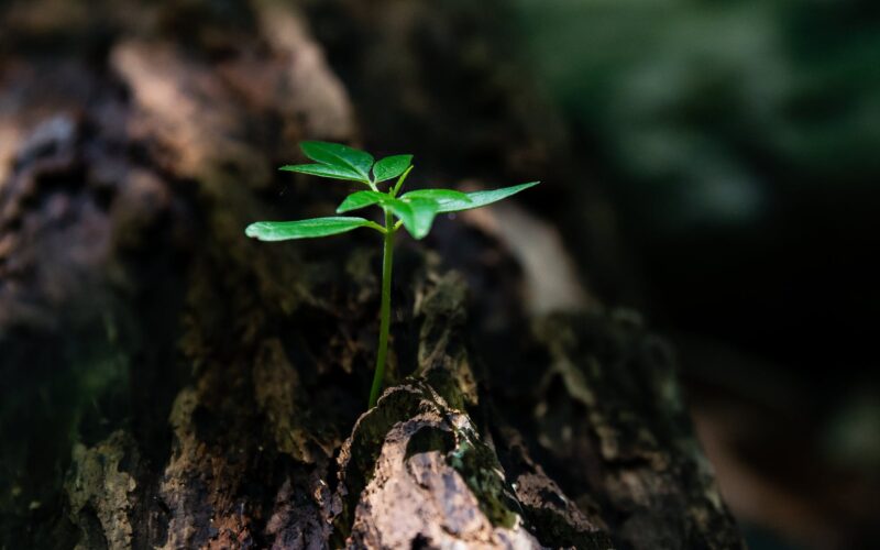selective focus photo of green plant seedling on tree trunk