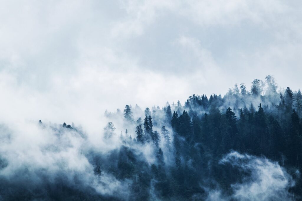 green pine trees covered with fogs under white sky during daytime