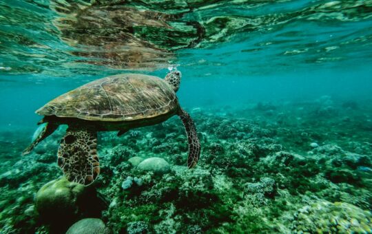 photo of a turtle swimming underwater