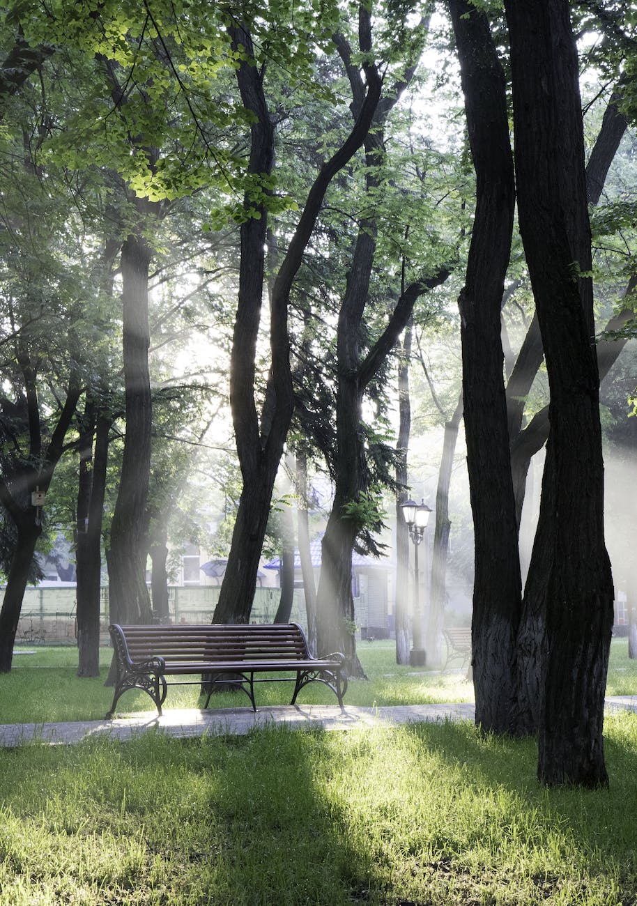 bench under trees