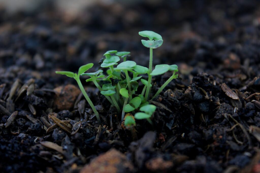 close up photography of green plant