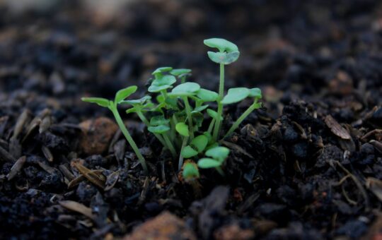 close up photography of green plant