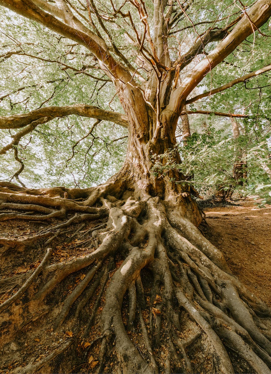 photo of old tree