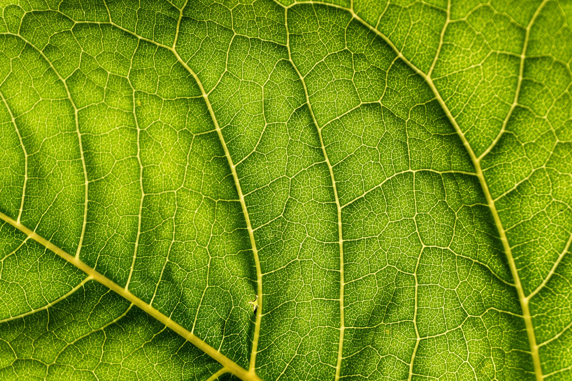 green leaf close up photo