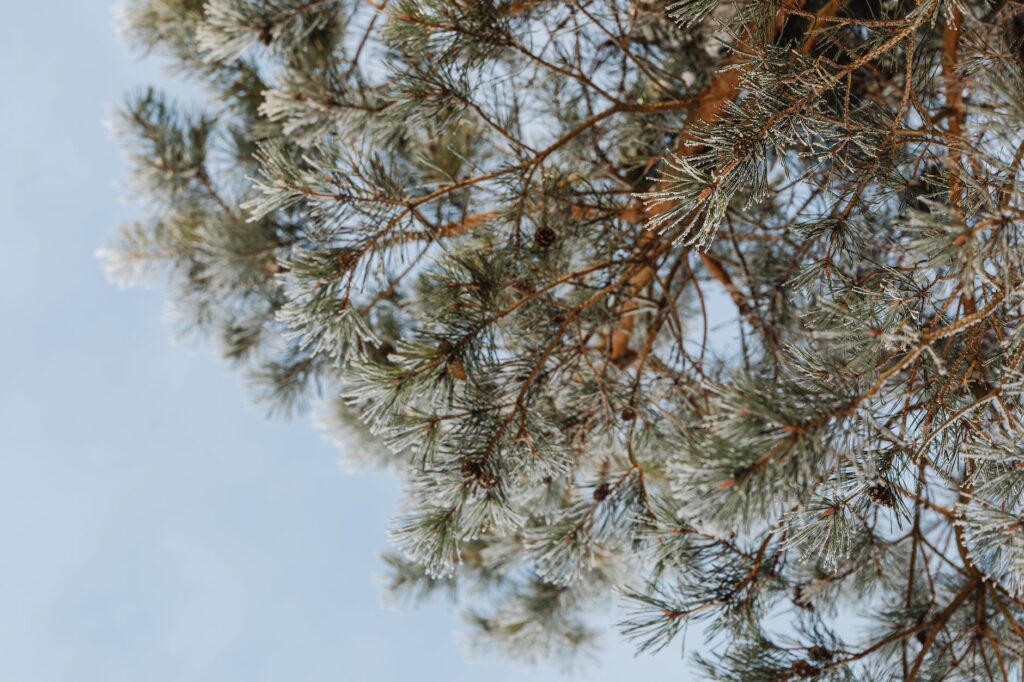 pine leaves on brown branches