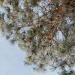 Absorción y Emisión de Carbono: El Papel de los Árboles en la Reducción de la Huella de Carbono