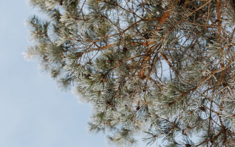 pine leaves on brown branches