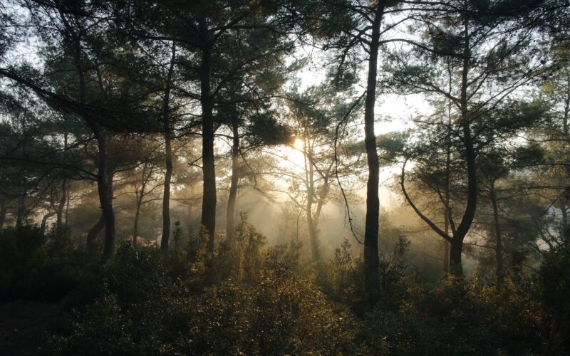 black forest