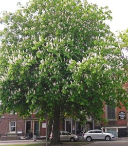 An urban horse chestnut tree in bloom