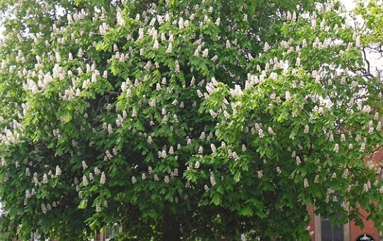 An urban horse chestnut tree in bloom