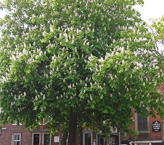 An urban horse chestnut tree in bloom