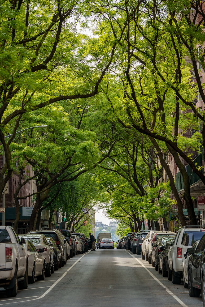 symmetrical view of a city street under green trees