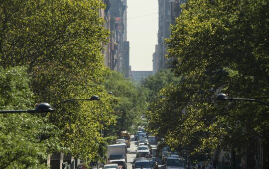 Examples of urban forestry are