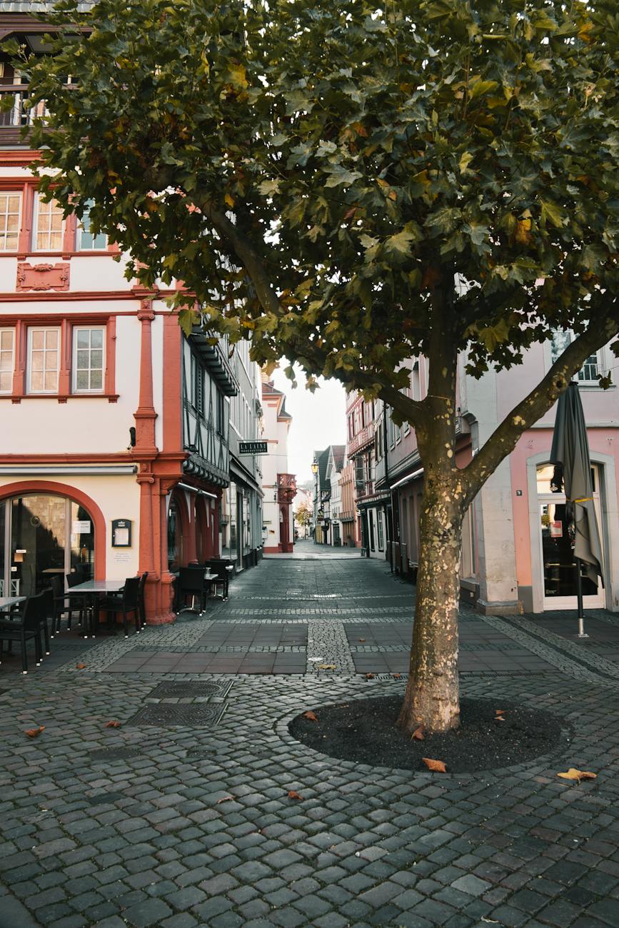 tree in narrow alley in old town