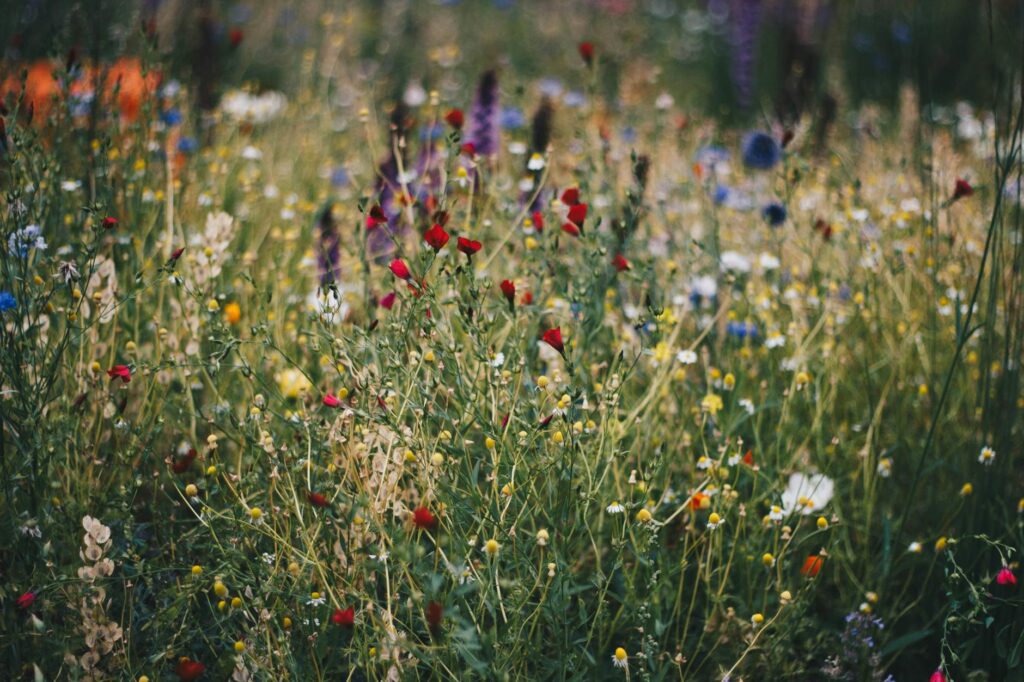 blue white and red poppy flower field