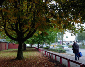 Maple trees by Owen Road in Willenhall, Walsall